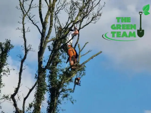 Green Team tree surgeon pruning a tree